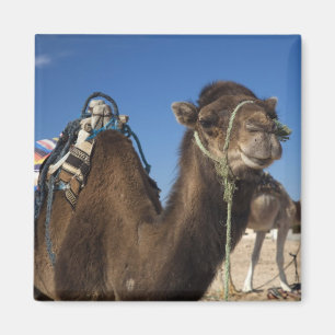 Tunisia, Sahara Desert, Douz, Zone Touristique, Magnet