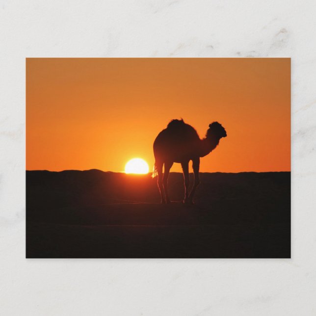 Tunisian desert at sunset postcard (Front)