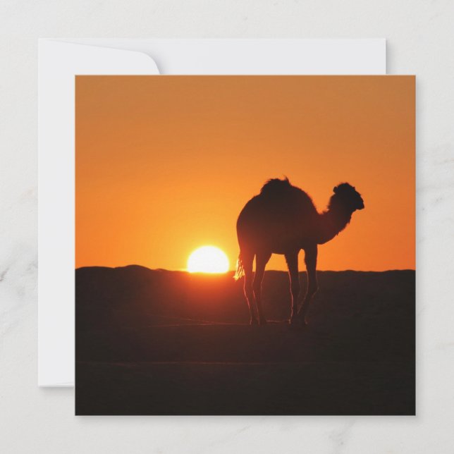 Tunisian Desert landscape photograph with camel (Front)