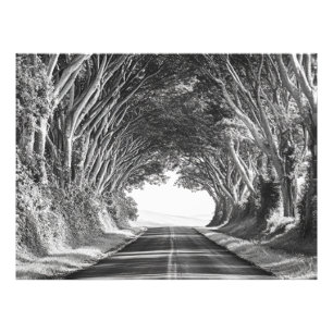 Tunnel de l'arbre Kauai Photographie noir et blanc