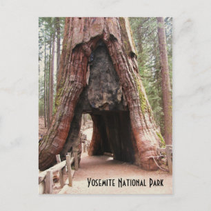 Tunnel Tree- Yosemite Postcard