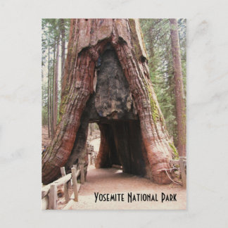 Tunnel Tree- Yosemite Postcard