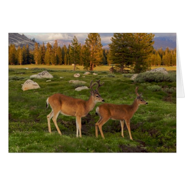 Tuolumne Meadow, Yosemite (Front Horizontal)