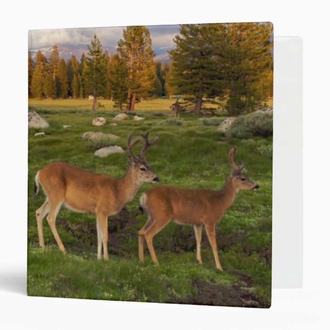 Tuolumne Meadow, Yosemite Binder (Front/Inside)