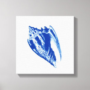 Turban Conch Shell, Indigo Blue and White Canvas Print