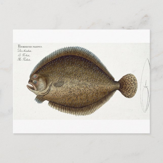 Turbot (Pleuronectes Maximus) plate XLIX from 'Ich Postcard (Front)