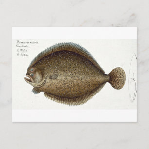 Turbot (Pleuronectes Maximus) plate XLIX from 'Ich Postcard