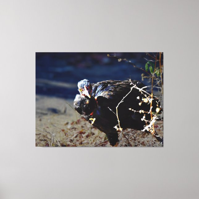 Turken Portrait Canvas Print (Front)