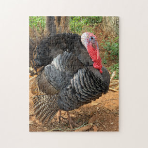 Turkey Bird Farming Jigsaw Puzzle