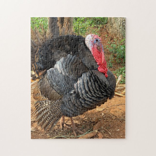 Turkey Bird Farming Jigsaw Puzzle (Vertical)