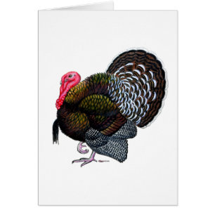 Turkey: Bronze Tom
