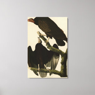 Turkey Buzzard from Audubon's Birds of America Canvas Print