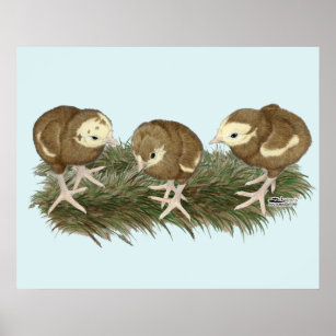 Turkey Chocolate Poults Poster