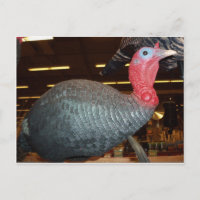 Turkey Decoy