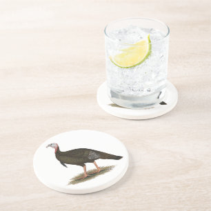Turkey: Eastern Wild Tom Coaster