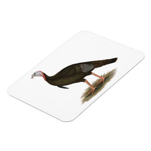 Turkey:  Eastern Wild Tom Magnet