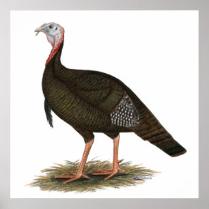 Turkey:  Eastern Wild Tom Poster
