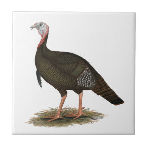Turkey: Eastern Wild Tom Tile