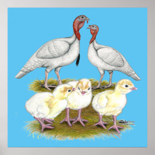 Turkey Mini White Family Poster