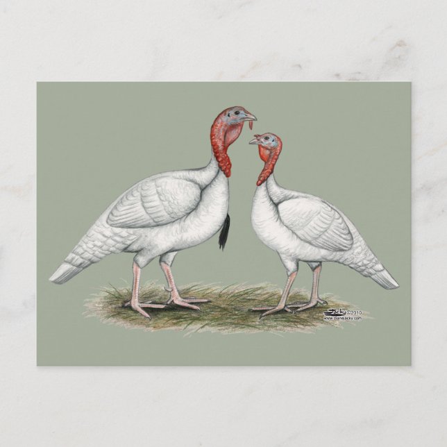 Turkey Mini Whites Postcard (Front)