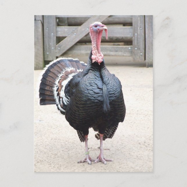 Turkey Postcard (Front)