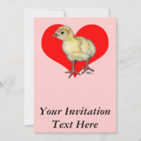 Turkey Poult Heart