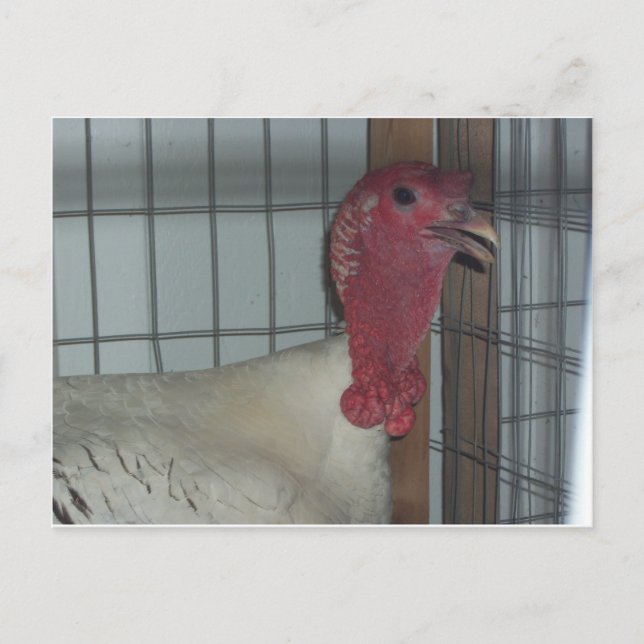 Turkey Profile Postcard (Front)