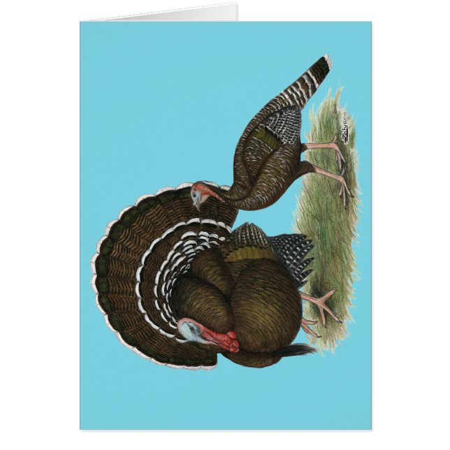 Turkey Standard Bronze (Front)