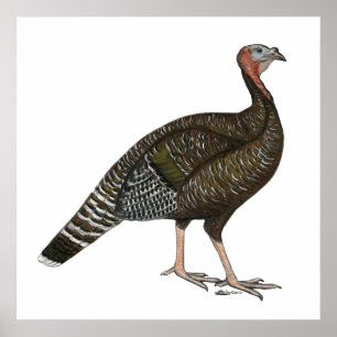 Turkey:  Standard Bronze Hen Poster