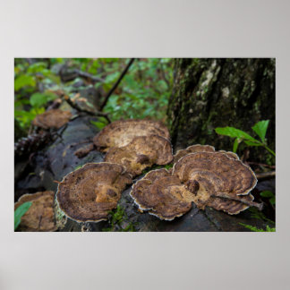 Turkey Tail Mushrooms Growing Naturally Poster