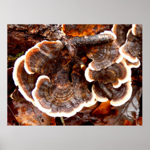 Turkey Tails Fungi Poster