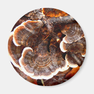 Turkey Tails Mushroom Magnet