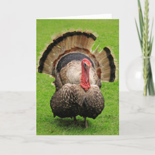 Turkey Thanksgiving Wisdom Holiday Card