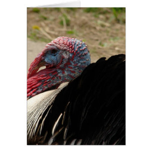 Turkey Tom