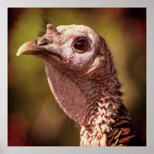 Turkey Up Close And Personal 24 x 24 Poster