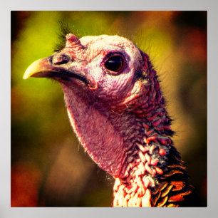 Turkey Up Close And Personal 24 x 24 Poster