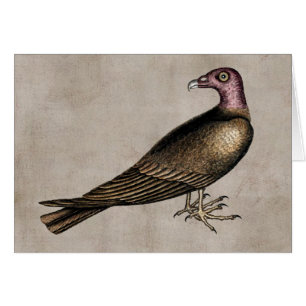 Turkey Vulture Card