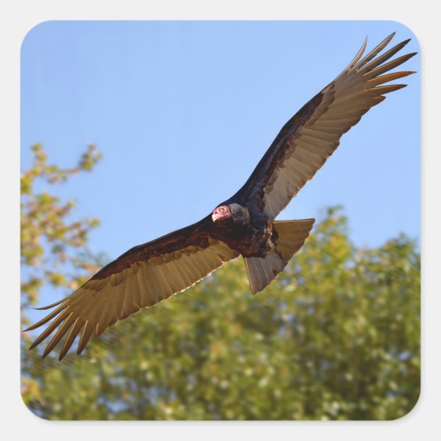 Turkey vulture in flight square sticker (Front)