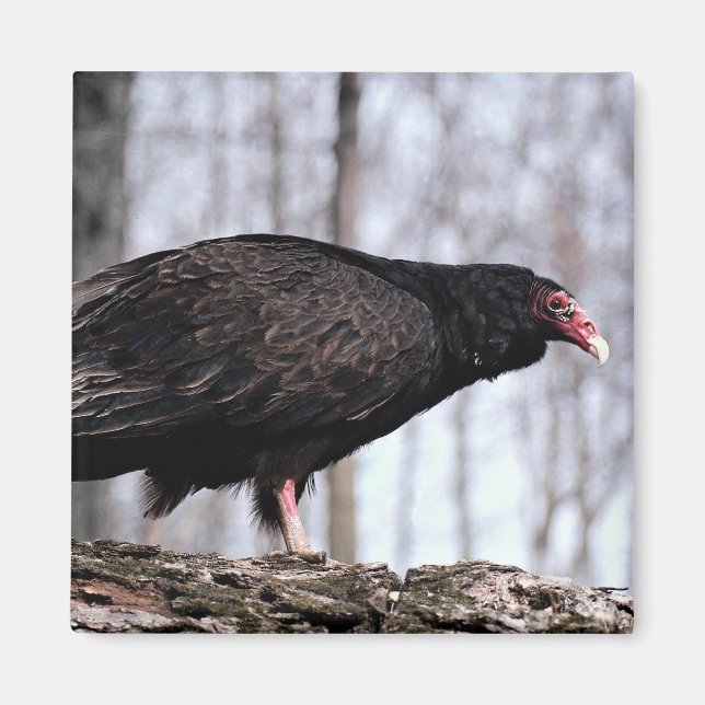 Turkey vulture magnet (Front)