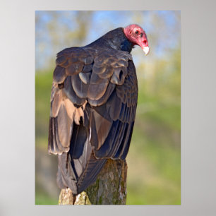 Turkey vulture perched on trunk poster