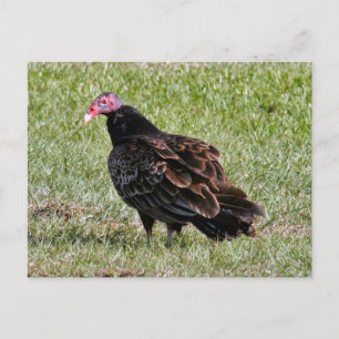 Turkey Vulture Photo Postcard