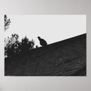 Turkey Vulture, Poster