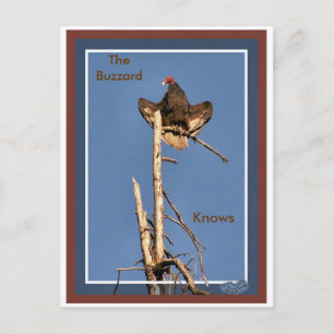 Turkey Vulture Sunning Postcard