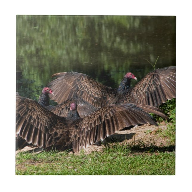 Turkey Vultures With Spread Wings Tile (Front)