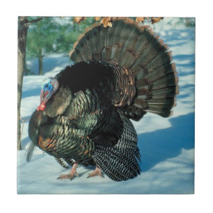 Turkey Walks In Snow Thanksgiving Christmas Winter Tile
