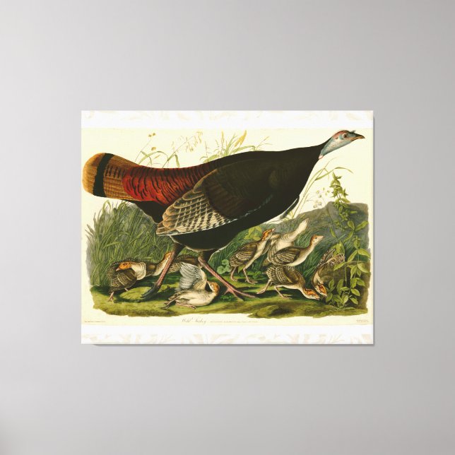Turkey Wild Audubon Bird Painting Canvas Print (Front)