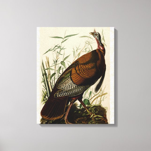 Turkey Wild Audubon Bird Painting Canvas Print (Front)