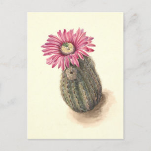 Turkeyhead Cactus Botanical Illustration Postcard