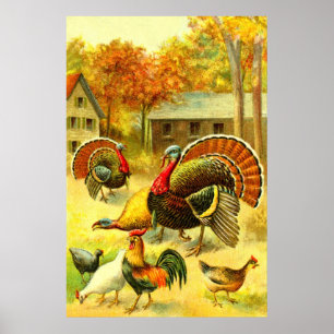 Turkeys and chickens art poster