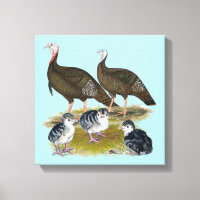 Turkeys Eastern Wild Family